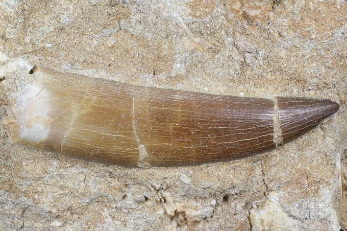 Fossil Plesiosaur (Zarafasaura) Tooth In Sandstone - Morocco #70313